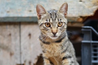 Sarı gözlü yerli tekir kedi.. 