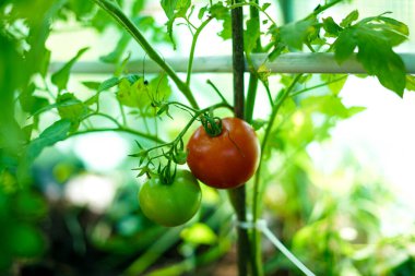 Bahçede olgunlaşmamış domatesler. 