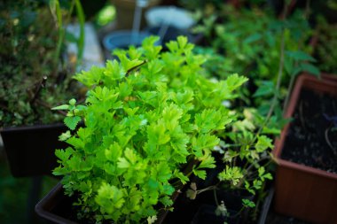Bahçedeki tohumlar. Bahçede çalışıyorum.. 