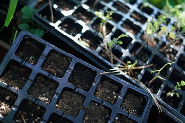 Tohumlar. Bahçede çalışıyorum.. 