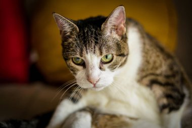 Sevimli kedi. Kapat.. 