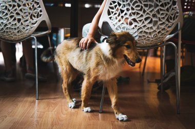 Köpek çoban köpeği. Kapat..