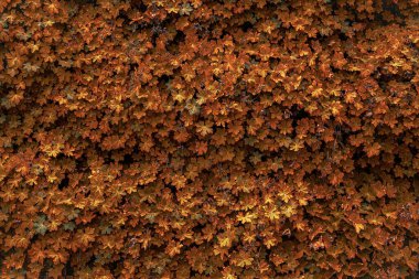 Arka plan olarak sonbahar yaprakları. 