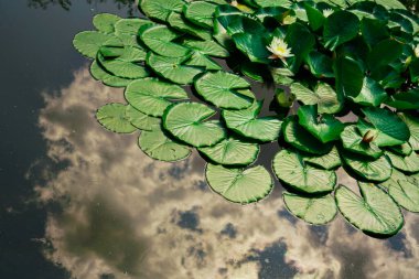 Nilüferler gölette.