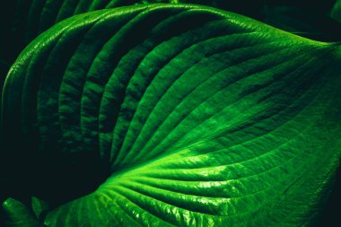 arka plan olarak yaprak yeşil.