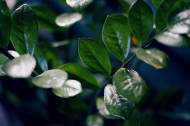 arkaplan olarak yeşil yapraklar. 