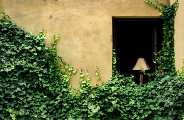 Doğal yeşil sarmaşıkla kaplı eski bir duvar.. 