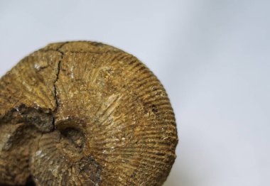 Beyaz arkaplan ile doğal ammonit parçası