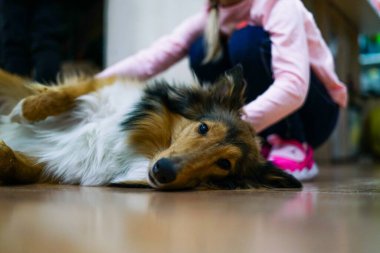 Genç, uzun kaplamalı Collie köpeği yerde dinleniyor..