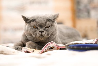 Gri İngiliz kedisi. Kapat...