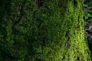 Yeşil yosunlu ağaç kabuğu.