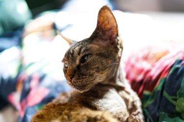 Sevimli Devon Rex kedisi. 