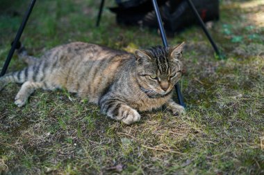 Sevimli tekir kedi bahçede dinleniyor. 