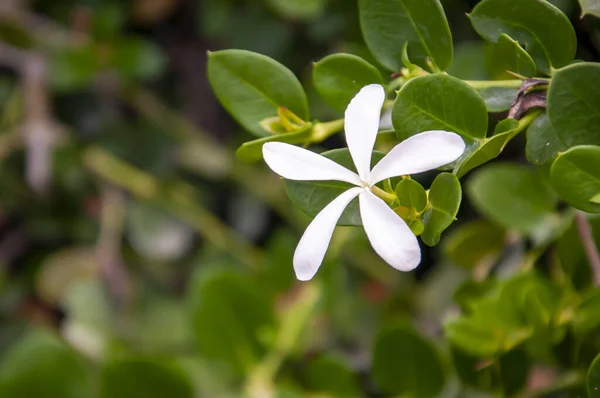 Hindi, Antalya, çiçek açan çalılar. Carissa.
