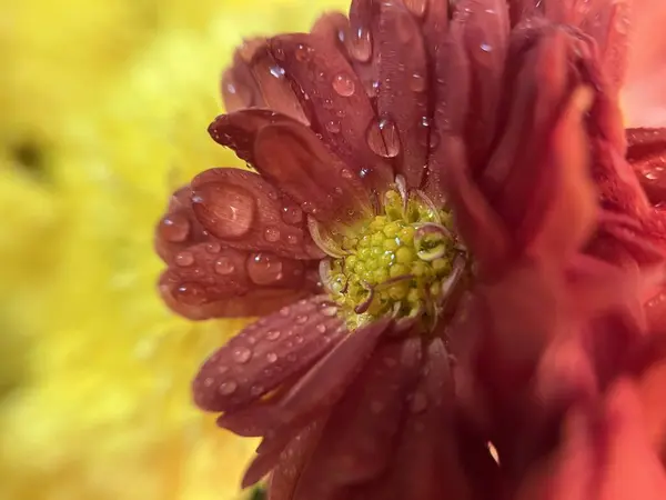 Doğal kasımpatı çiçekleri.