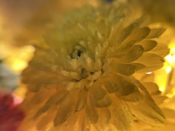 Doğal kasımpatı çiçekleri.