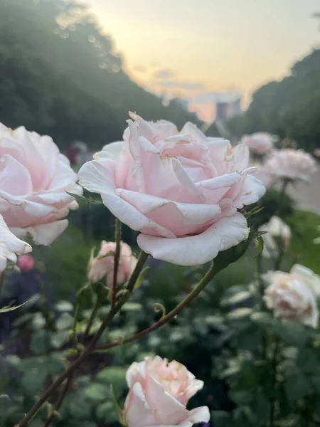 Günbatımının arka planında pembe gül