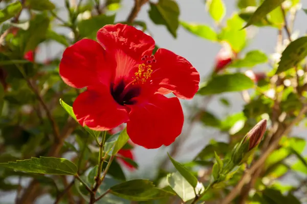 red hibiscus flower tropical garden