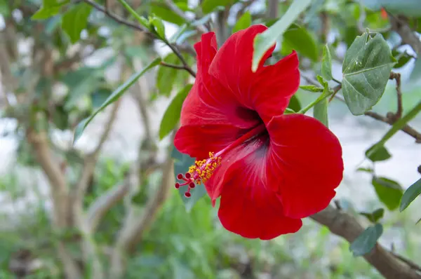 red hibiscus flower tropical garden