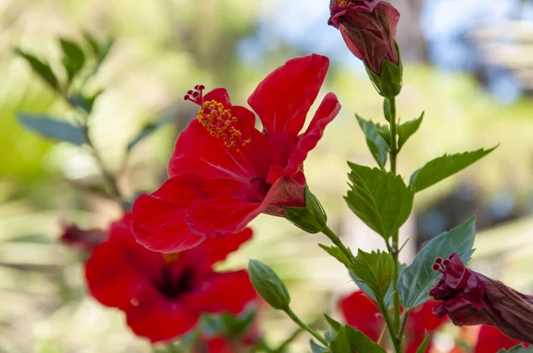 red hibiscus flower tropical garden