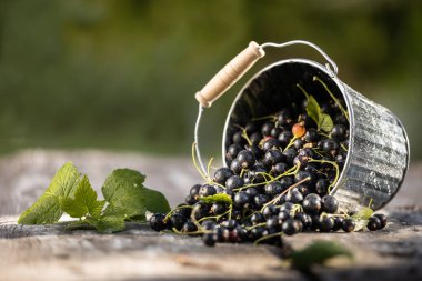 Kara frenk üzümü. Tahta bir arka planda bahçede taze meyve..