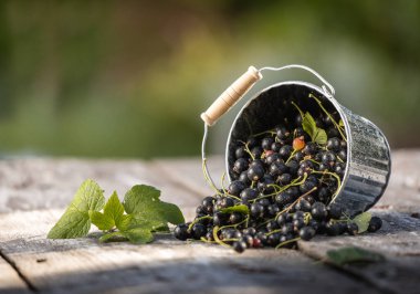 Kara frenk üzümü. Tahta bir arka planda bahçede taze meyve..