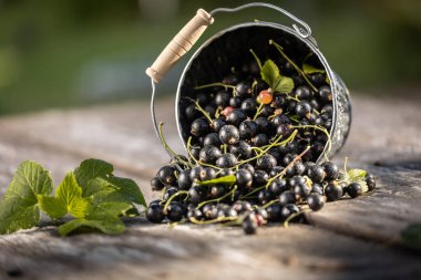 Kara frenk üzümü. Tahta bir arka planda bahçede taze meyve..