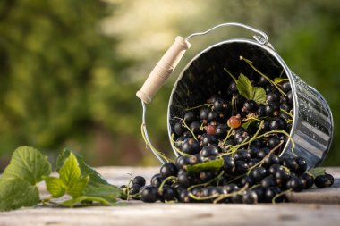 Kara frenk üzümü. Tahta bir arka planda bahçede taze meyve..