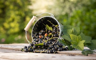 Kara frenk üzümü. Tahta bir arka planda bahçede taze meyve..