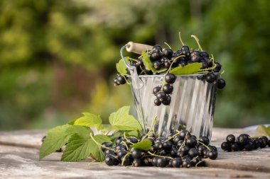 Kara frenk üzümü. Tahta bir arka planda bahçede taze meyve..