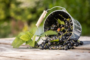 Kara frenk üzümü. Tahta bir arka planda bahçede taze meyve..