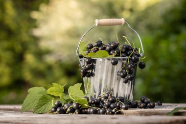 Kara frenk üzümü. Tahta bir arka planda bahçede taze meyve..