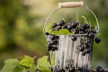 Kara frenk üzümü. Tahta bir arka planda bahçede taze meyve..