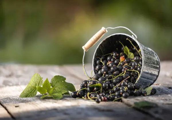 Kara frenk üzümü. Tahta bir arka planda bahçede taze meyve..