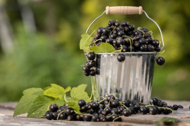 Kara frenk üzümü. Tahta bir arka planda bahçede taze meyve..