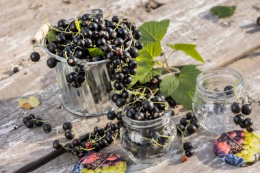 Kara frenk üzümü. Tahta bir arka planda bahçede taze meyve..
