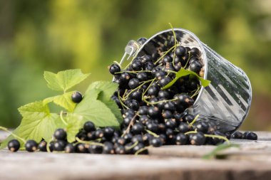 Kara frenk üzümü. Tahta bir arka planda bahçede taze meyve..