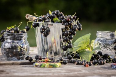 Kara frenk üzümü. Tahta bir arka planda bahçede taze meyve..