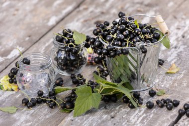 Kara frenk üzümü. Tahta bir arka planda bahçede taze meyve..