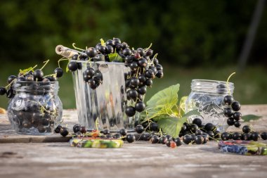 Kara frenk üzümü. Tahta bir arka planda bahçede taze meyve..