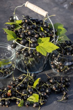Kara frenk üzümü. Tahta bir arka planda bahçede taze meyve..