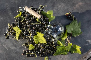 Kara frenk üzümü. Tahta bir arka planda bahçede taze meyve..