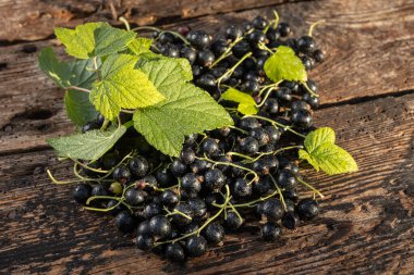 Kara frenk üzümü. Tahta bir arka planda bahçede taze meyve..