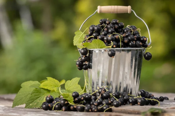 Kara frenk üzümü. Tahta bir arka planda bahçede taze meyve..