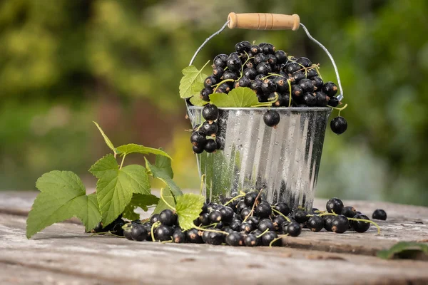 Kara frenk üzümü. Tahta bir arka planda bahçede taze meyve..