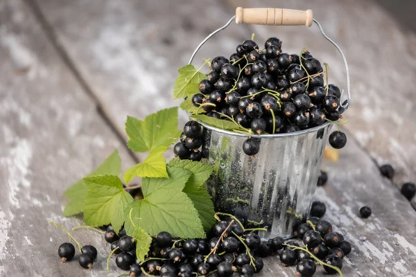 Kara frenk üzümü. Tahta bir arka planda bahçede taze meyve..