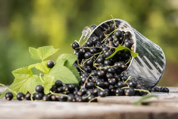 Kara frenk üzümü. Tahta bir arka planda bahçede taze meyve..