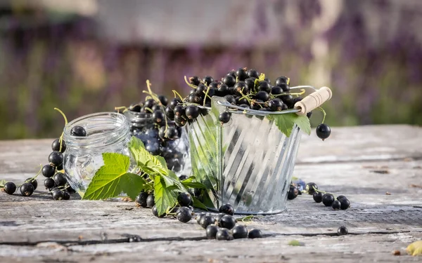 Kara frenk üzümü. Tahta bir arka planda bahçede taze meyve..