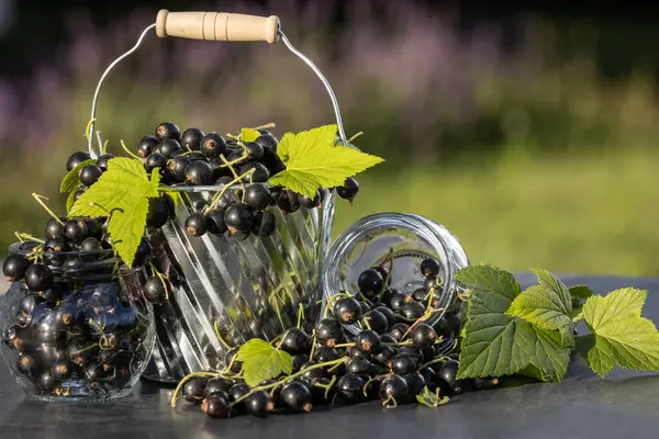 Kara frenk üzümü. Tahta bir arka planda bahçede taze meyve..