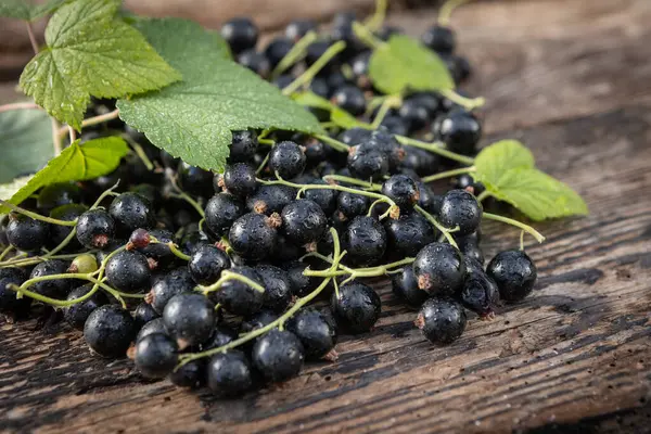 Kara frenk üzümü. Tahta bir arka planda bahçede taze meyve..